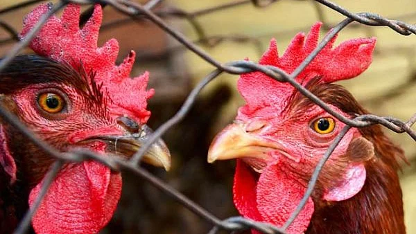 qaumiawaz2F2020-032F6225fbff-a795-4e19-92fa-aad98654a6f62Fpoultry_chicken.jpg